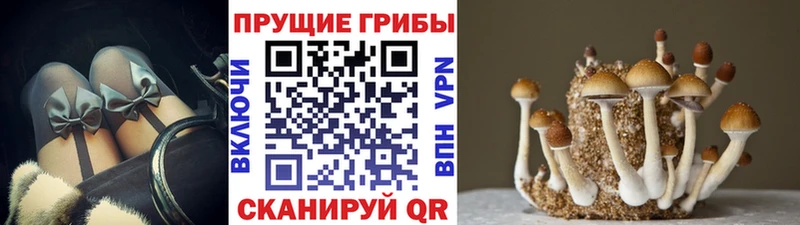Псилоцибиновые грибы Cubensis  Теберда 